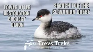 Search for Slavonian Grebe. Otter Estuary Nature Reserve Devon. UK estuary bird watching