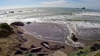San Simeon Elephant Seal Colony