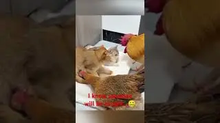 A kitty got caught...#petslover #pets #petsinaction