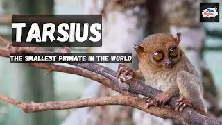 The Smallest Primate in The World - TARSIUS