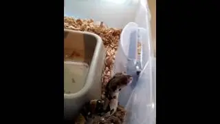Snake Collection Tour for August 2016
