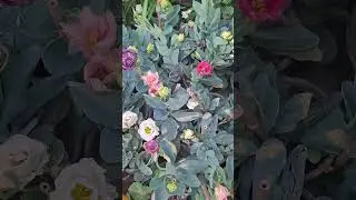Eustoma/Lisianthus Plants Rs 150/- in Galiff Street #nature #flowers #plants #lisianthus