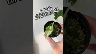 ЭТА МАХАРАНИ БЫЛА В ТАЕ И НА БАЛИ!😏 #растения #цветы #алоказия #plants #таиланд #бали #махарани