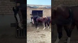 Tetanus is deadly , make sure your horses are vaccinated and immune from tetanus 🐎👍😊