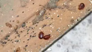 Bed Bugs VS Hair Lice: Identification and Treatment