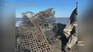 Baltimore County Calls On Watermen To Clear Lost Crab Pots From Chesapeake Bay