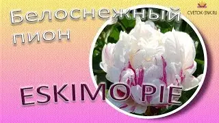 Белоснежный пион ESKIMO PIE / Сад Ворошиловой
