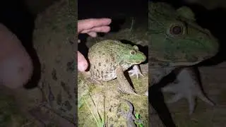 Rain frog and lizards on funny big frogs | froggy frog for fun | catch frogs lol hahaha | jump funny