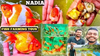 FISH FARMING TOUR | GUPPY FISH FARMING | RANCHU GOLD FISH FARM | RYUKIN GOLD FISH FARM | HINDI| FISH