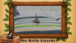 FRIDAY FEEDING | Hamilton Eats A Worm | Curly Tail Lizard | LIZARDS FOR CATS TO WATCH