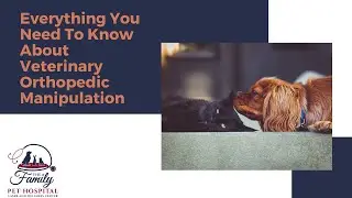 Everything You Need To Know About Veterinary Orthopedic Manipulation (VOM)