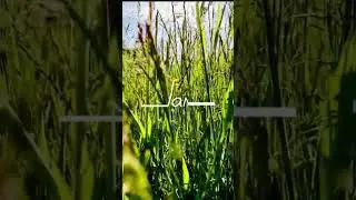 HARVEST!!! [Quote Of The Day] | Mr. Mind Motivator #shorts #motivationalshorts