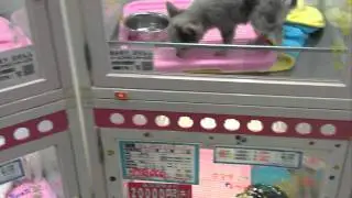 Pet Shop in Shibuya, Tokyo