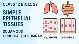 Class 12 Biology | Simple Epithelium: Types, Functions & Locations (NEB Exam Focus)