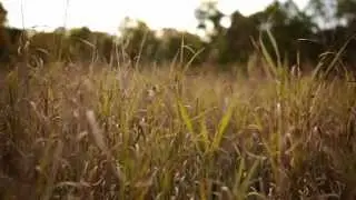 Rokinon 24mm T1.5 Cine Lens Test
