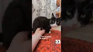 #видосыоткота #cat #funny #catshorts #юмор#британец #тренд #catlover #cutecat #dance #pets #catlover