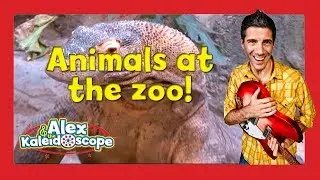 Alex & The Kaleidoscope | Animals at the Zoo Compilation