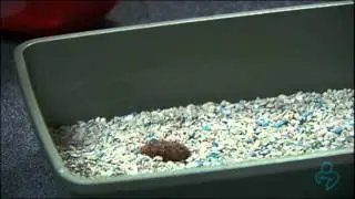 How to Collect a Fecal Sample from Your Cat