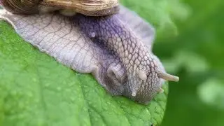 Grape Snail in Nature | Stock Footage - Videohive
