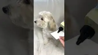 Dog Natural Pet Cologne |  Best Pet Gadgets And Hacks Every Pet Owner Should Know