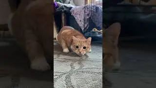 He&rsquo;s so playful 💗#cat #funnycats #purfect #catlovers #catvideos #catshorts #catlife #kitty #cutecat