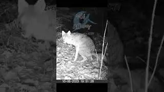 Pinching a Loaf in Killarney, Ontario #killarneyprovincialpark #whennaturecalls #wolves