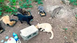 387-😸Feeding The Cats  Everyone Seems Hungry @catman757