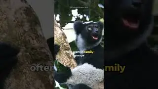 Meet The Indri That Doesn&rsquo;t Like Walking!