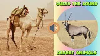 Quiz about Desert Animals - Sound Guessing Game for Kids  #desertanimals #quizgame #kiddizoo