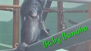 Baby Boy Bonobo is playing at Columbus Zoo and Aquarium 