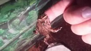 pacman frog bites finger