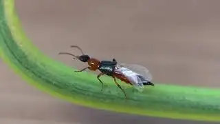Rove Beetle (Nairobi fly, Paederus spp) folds its wings away using its abdomen.