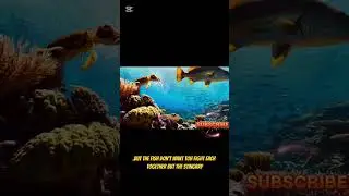 a fish fighting ! funny video ! cartoon #cartoon #funnyvideo #viralvideo