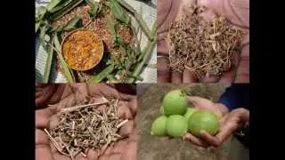 Medicinal Rice P5L Formulations for Carica Excess: Pankaj Oudhia's Medicinal Plant Database