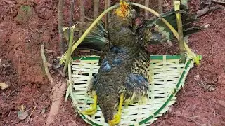 create easy trap to catch small type of wild chicken