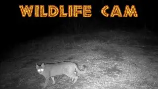 African Wildlife cam 2025 : Week 29 - Lions, Wild cat and civet.