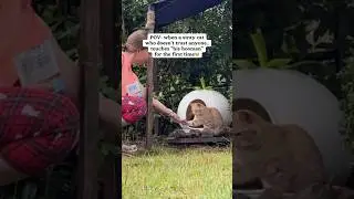 Earning trust of a stray💔 #rescue #cat #rescueanimals #adoptstrays #pets