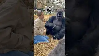 Most gentle GORILLA EVER #trendingshorts #viralvideo #viralshorts #youtubeshorts #shorts #funny #fy