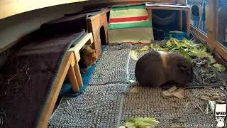 Our Guinea Pigs - Wheek 47