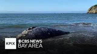 Bay Area scientists seek to stem surge of whale deaths with research using underwater microphones