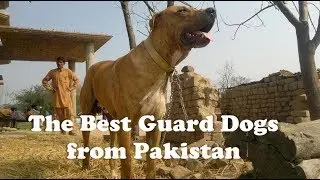 The 5 Best Guard Dogs from Pakistan
