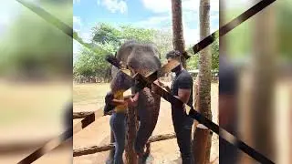#VisitSriLanka Elephant Day