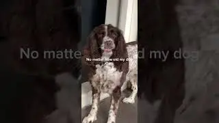 Time flies&hellip; #dog #springer #funny #cute #puppy #adult