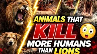 Animals That Kill More Humans Than Lions 😱 | Shocking Truth