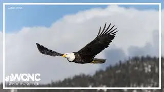 Man shoots, kills bald eagle in Sparta, NC