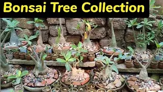 Bonsai Tree collection in Karachi |Variety of bonsai tree | low maintenance plants | Low price plant
