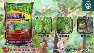 EIFELGOLD 215WP &ndash; TẠM BIỆT V&Agrave;NG L&Aacute;, TH&Aacute;N THƯ - 0898.038.348 #eifelgold215wp