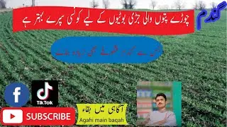 How to control broad leaf weeds in wheat crop|||آگاہی میں بقاء