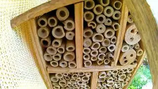 Australian native bees, species uncertain, nesting in bee house, SEQ region