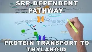 SRP Dependent Pathway of Protein Transport to Thylakoid